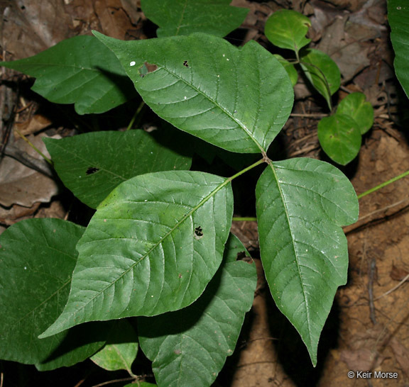 Image of eastern poison ivy