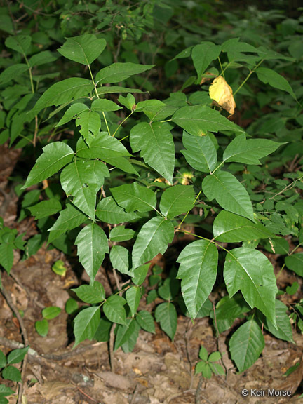 Image of eastern poison ivy