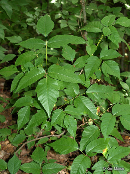 Image of eastern poison ivy