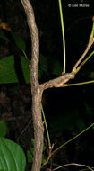 Image of eastern poison ivy