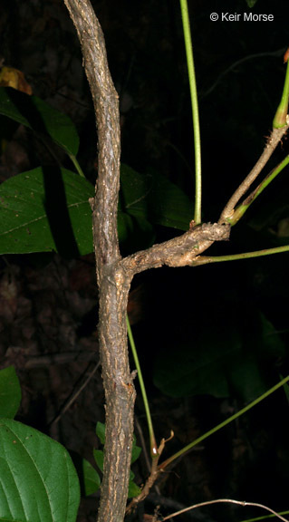 Image of eastern poison ivy