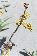 Image of western poison ivy