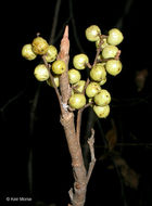 Image of western poison ivy