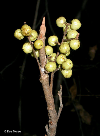 Image of western poison ivy