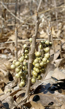 Imagem de Toxicodendron rydbergii (Small ex Rydb.) Greene