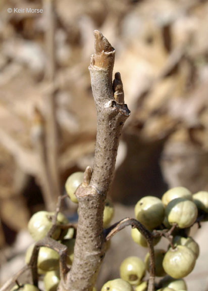 Image of western poison ivy