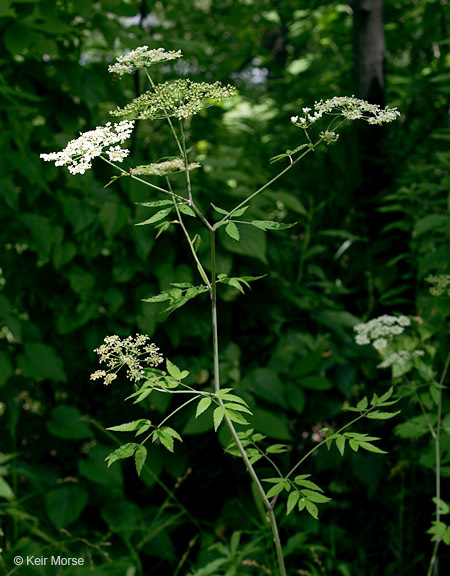 Image of spotted water hemlock