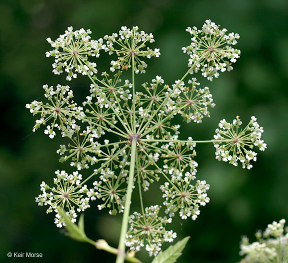 Image of spotted water hemlock