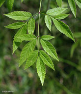 Image of spotted water hemlock