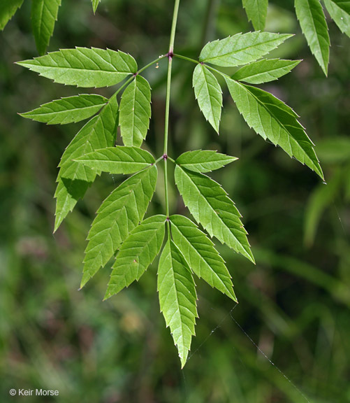 Imagem de Cicuta maculata L.