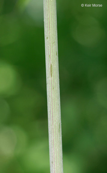 Imagem de Cicuta maculata L.