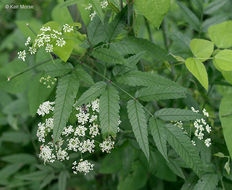 Image of spotted water hemlock