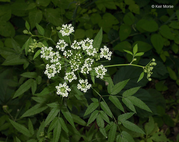 Image of spotted water hemlock