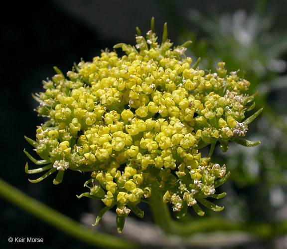 Image of slender wildparsley