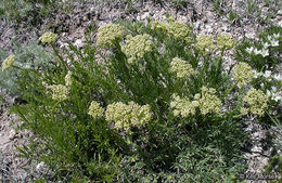 Image of slender wildparsley