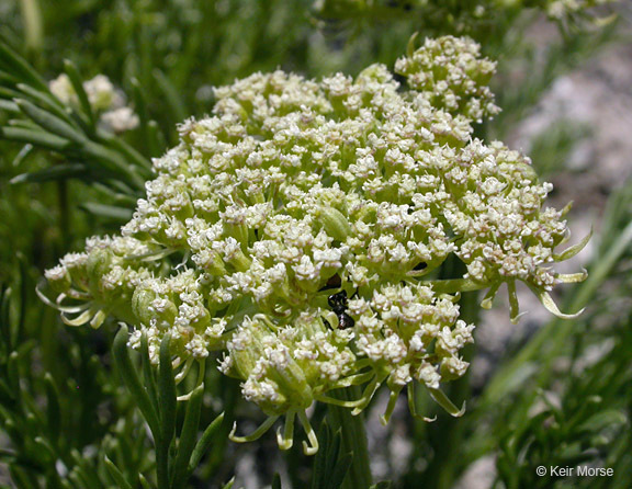 Image of slender wildparsley