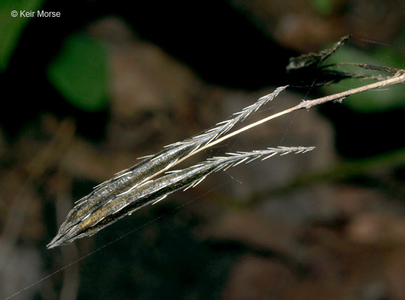 Image of <i>Osmorhiza claytonii</i>