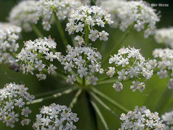 Image of hemlock waterparsnip