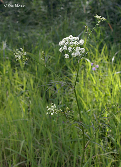 Image of hemlock waterparsnip