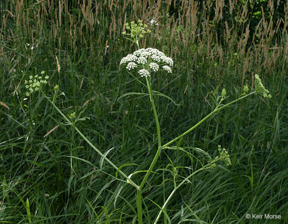 Image of hemlock waterparsnip