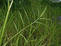 Image of hemlock waterparsnip