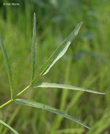 Image of hemlock waterparsnip