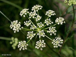 Image of hemlock waterparsnip