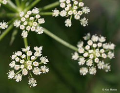 Image of hemlock waterparsnip