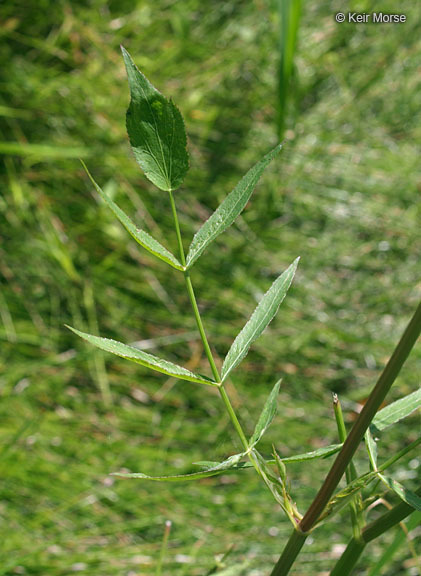 Image of hemlock waterparsnip