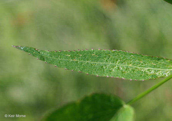 Image of hemlock waterparsnip