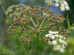 Image of hemlock waterparsnip