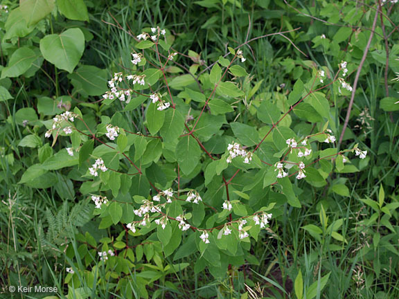 Image of flytrap dogbane