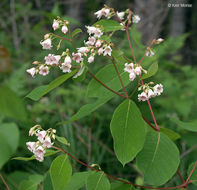 Image of flytrap dogbane