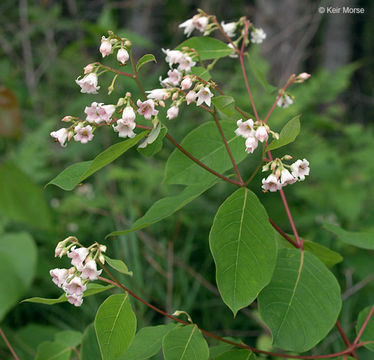 Image of flytrap dogbane