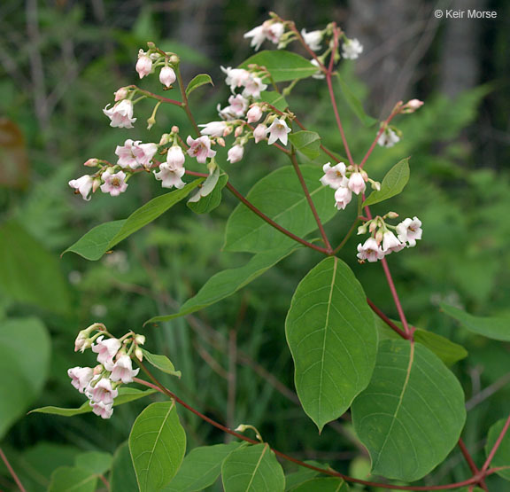 Image of flytrap dogbane