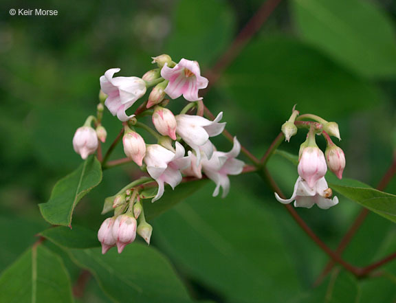 Image of flytrap dogbane