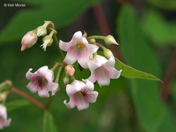 Image of flytrap dogbane