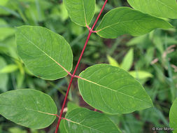 Image of flytrap dogbane