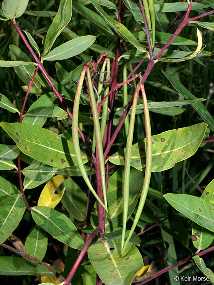 Image of Indian-hemp