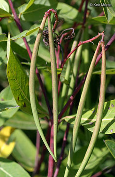 Plancia ëd Apocynum cannabinum L.