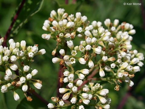 Image of Indian-hemp