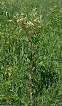 Image of Indian-hemp