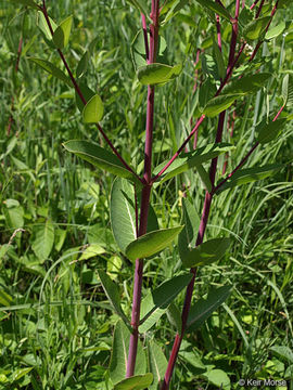 Image of Indian-hemp