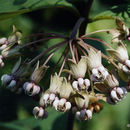 Plancia ëd Asclepias exaltata L.