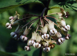 Image of poke milkweed