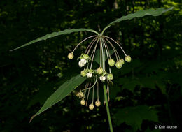 Image of poke milkweed