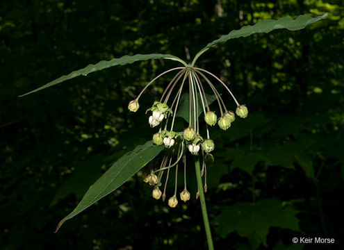 Слика од Asclepias exaltata L.