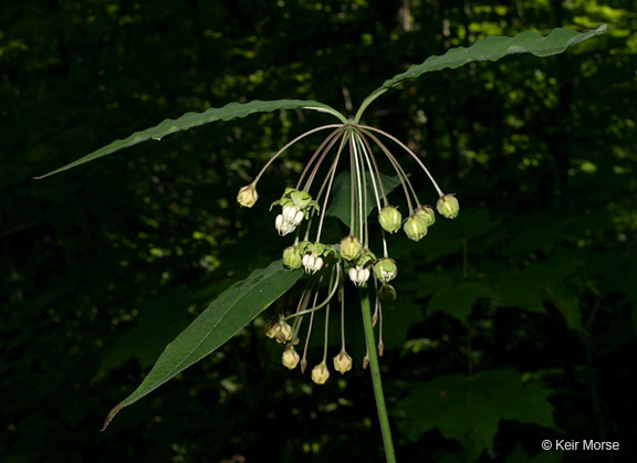 Image of poke milkweed