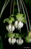 Image of poke milkweed