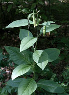 Image of poke milkweed